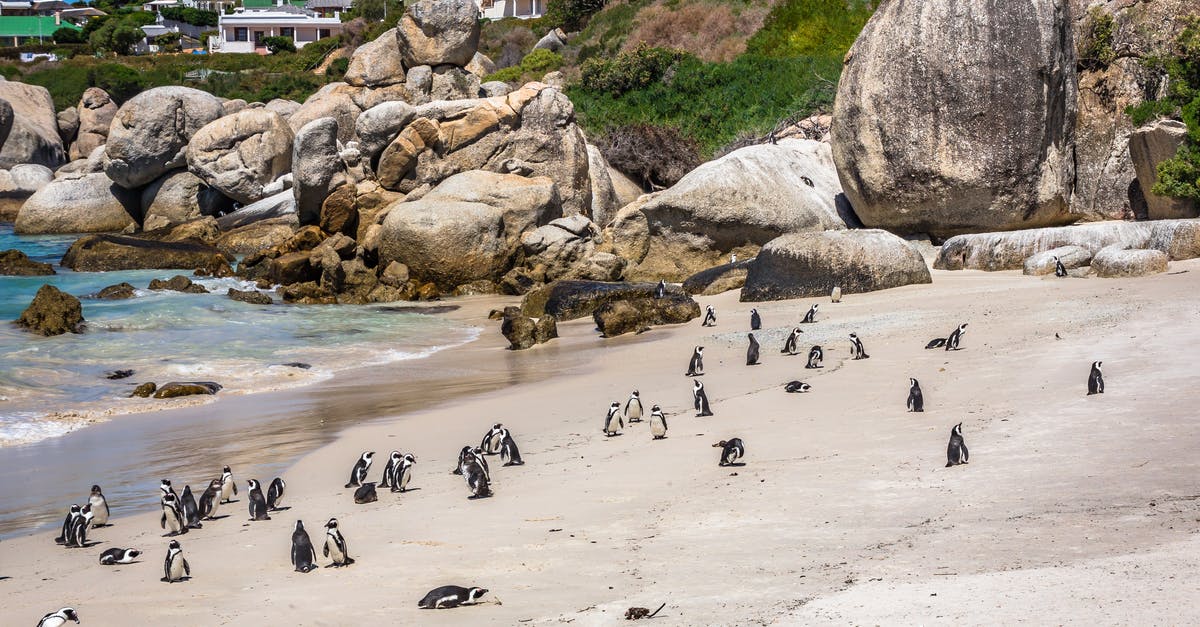 Are there any do-it-yourself penguin sighting tours on Phillip Island, Australia? - Flock of Penguins on Shore Near Beach House