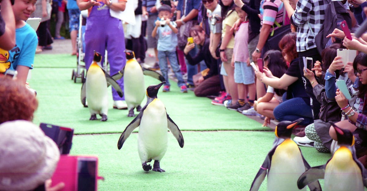 Are there any do-it-yourself penguin sighting tours on Phillip Island, Australia? - Penguin's March