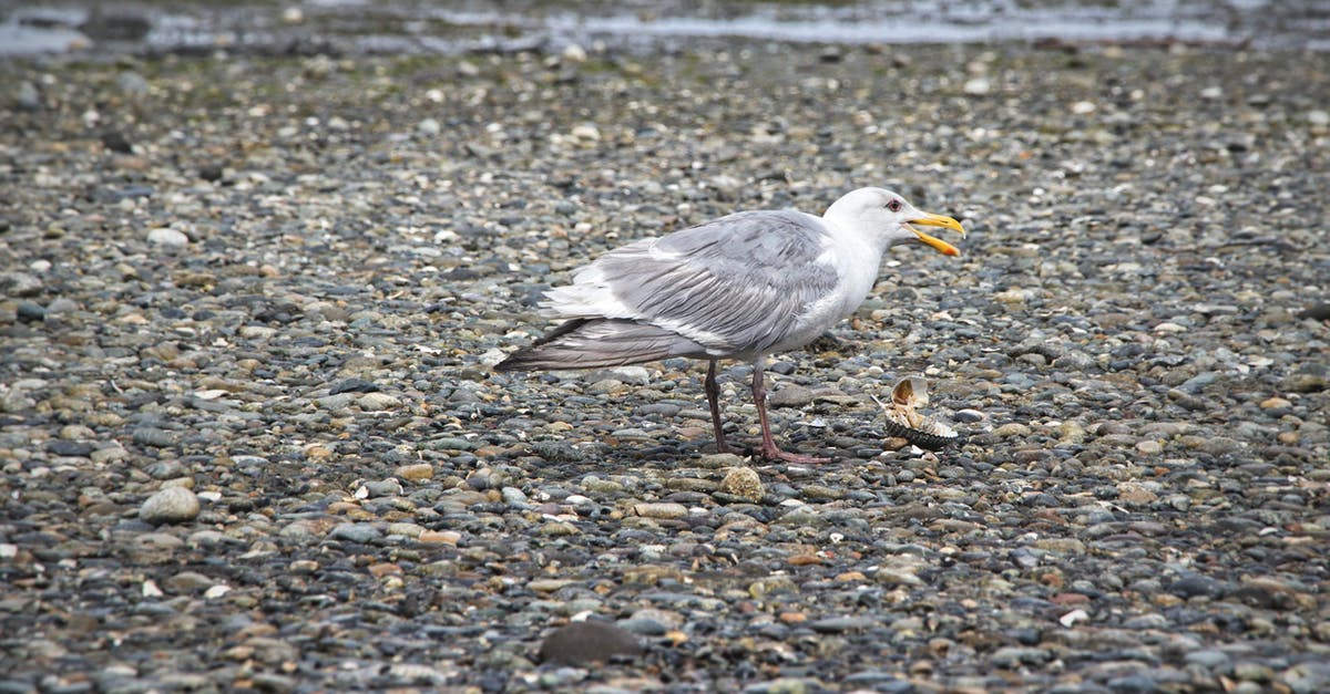 Are there any good guides for what to take on a bicycle trek on the Pacific coast (Seattle to San Francisco)? - A glaucus winged gull feeding on a shell