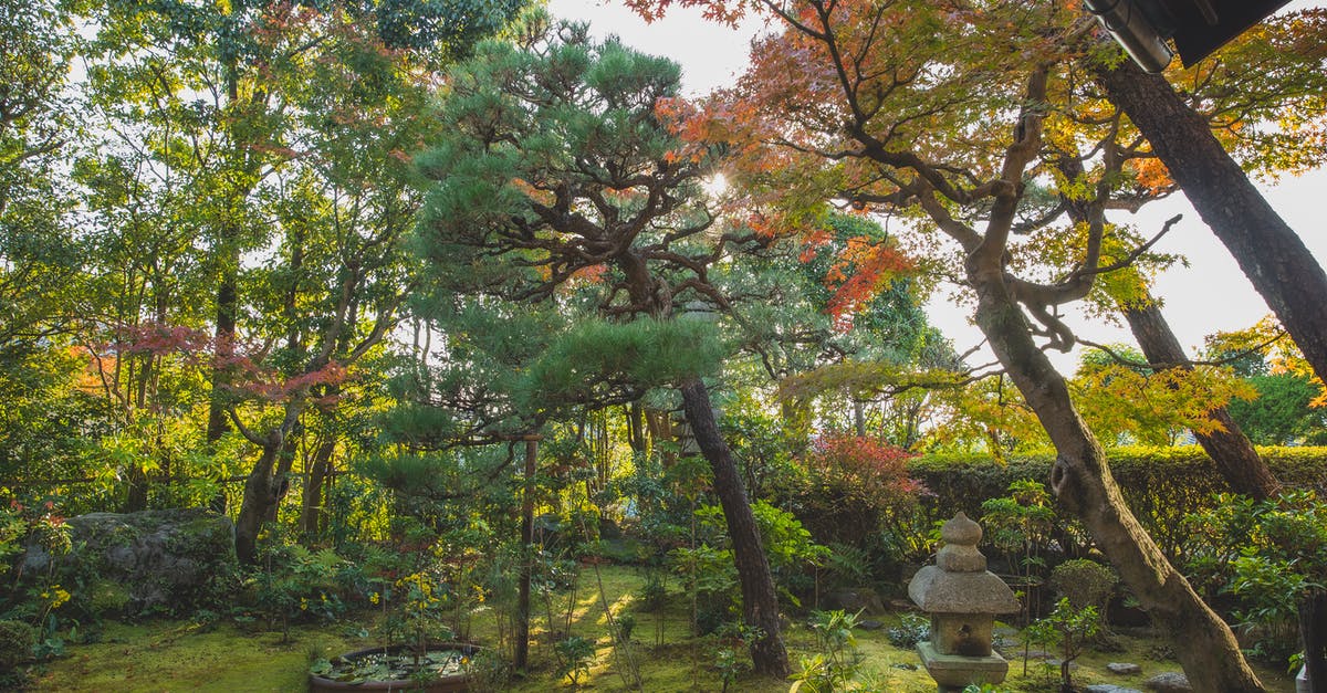 Are there any Japanese castles currently under construction? - Tall trees growing in garden