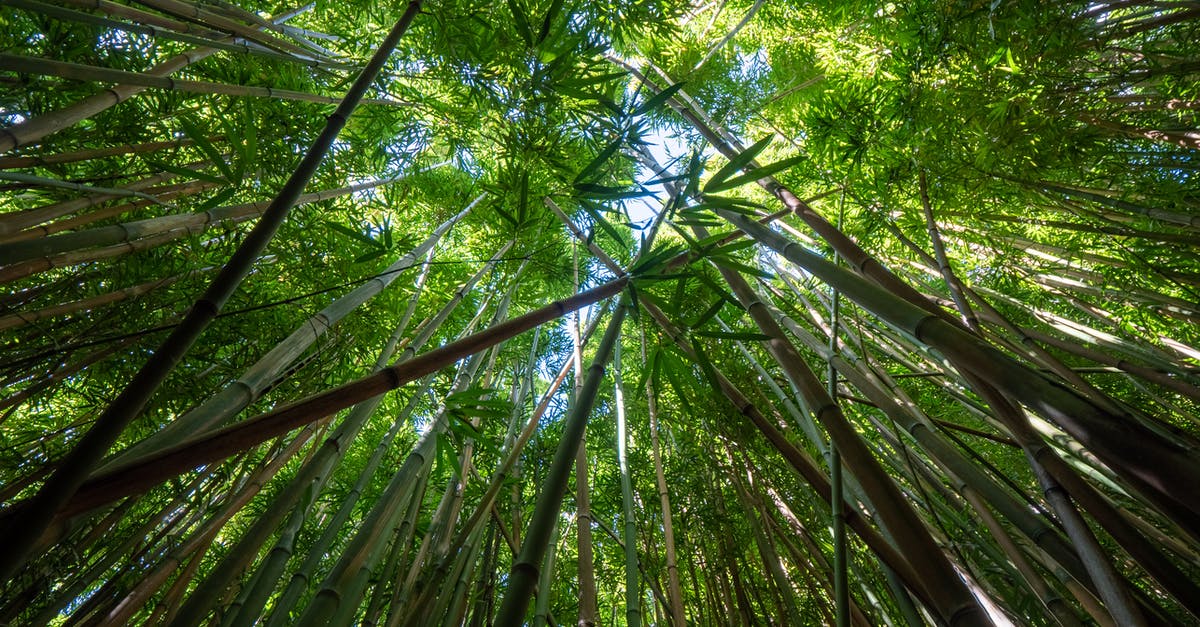 Are there any non-stop flights from Asia to Brazil? - Low angle of fresh bamboo branches and green leaves growing up at sky in bamboo grove