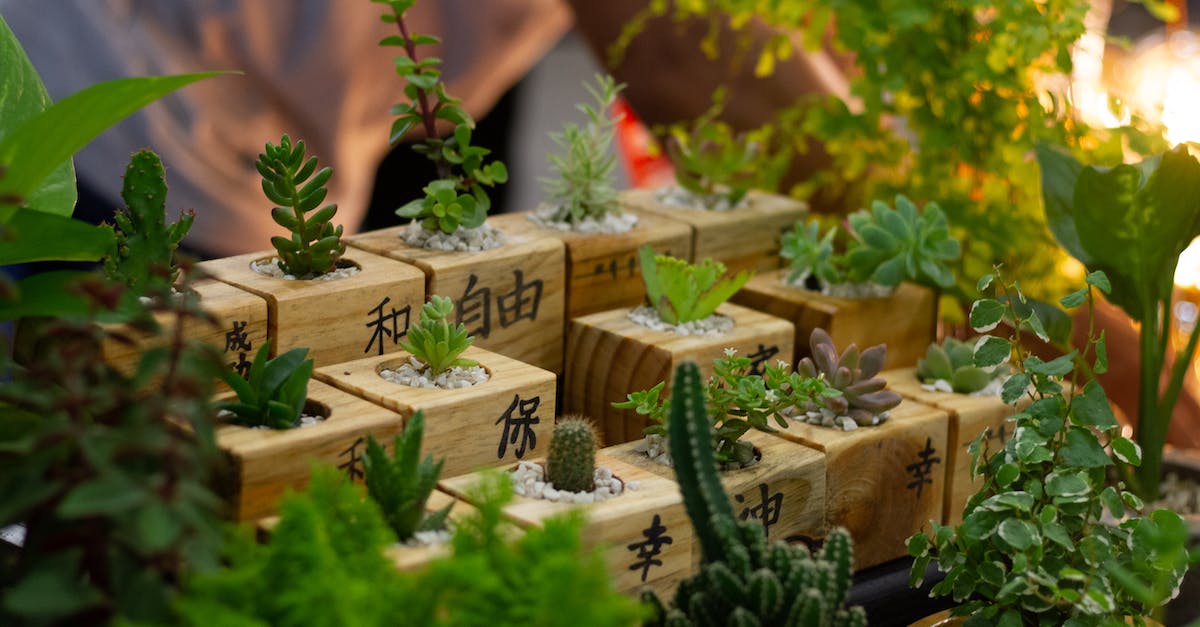 Are there any non-stop flights from Asia to Brazil? - Fresh decorative cactus plants and succulents in greenhouse