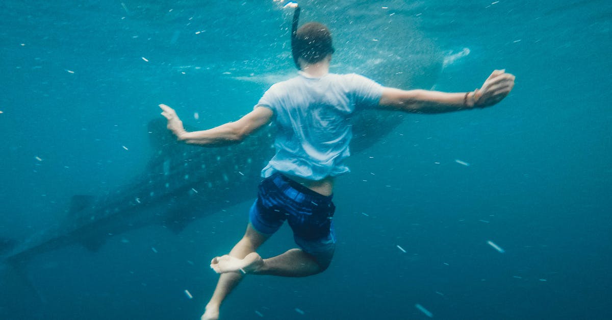 Are there any places to snorkel in Auckland? - Back view of full body of unrecognizable male swimmer in oxygen mask swimming undersea near big fish