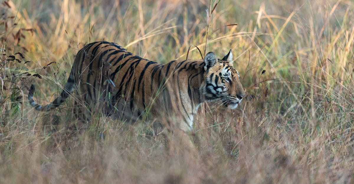 Are there any tiger sanctuaries in Thailand that prioritize animal welfare? - Brown and Black Tiger on Brown Grass Field