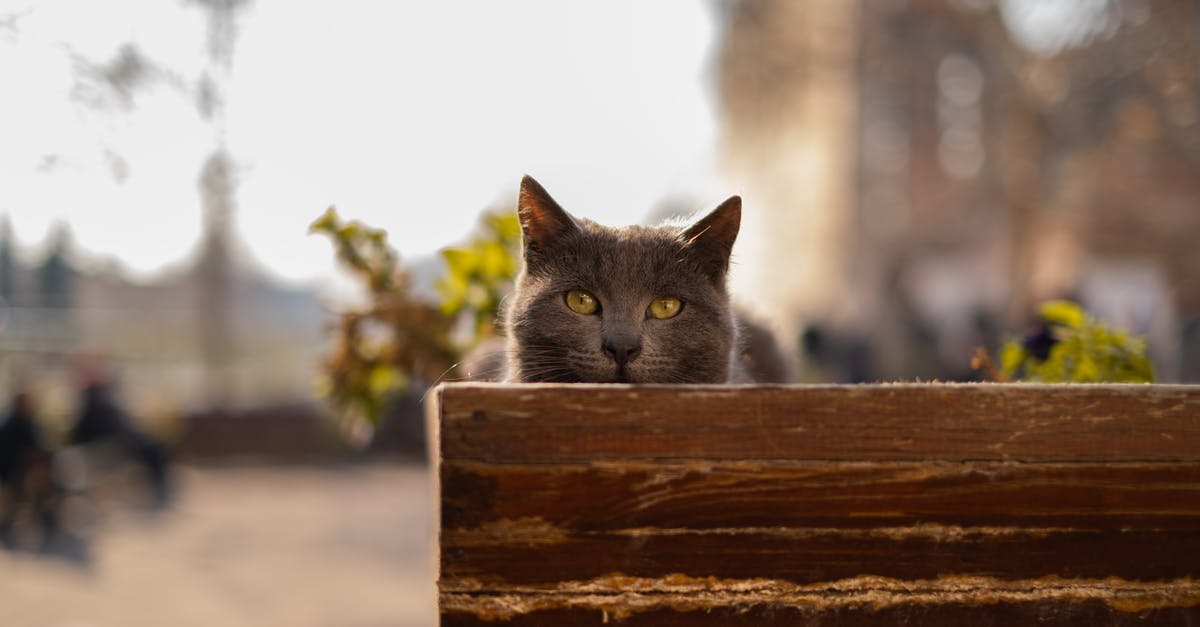 Are there deals for multiple domestic flights in Argentina? - Russian Blue Cat on Brown Wooden Fence