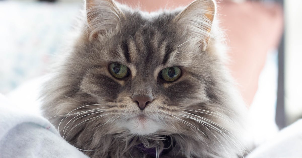 Are there deals for multiple domestic flights in Argentina? - Brown Tabby Cat Lying on White Textile