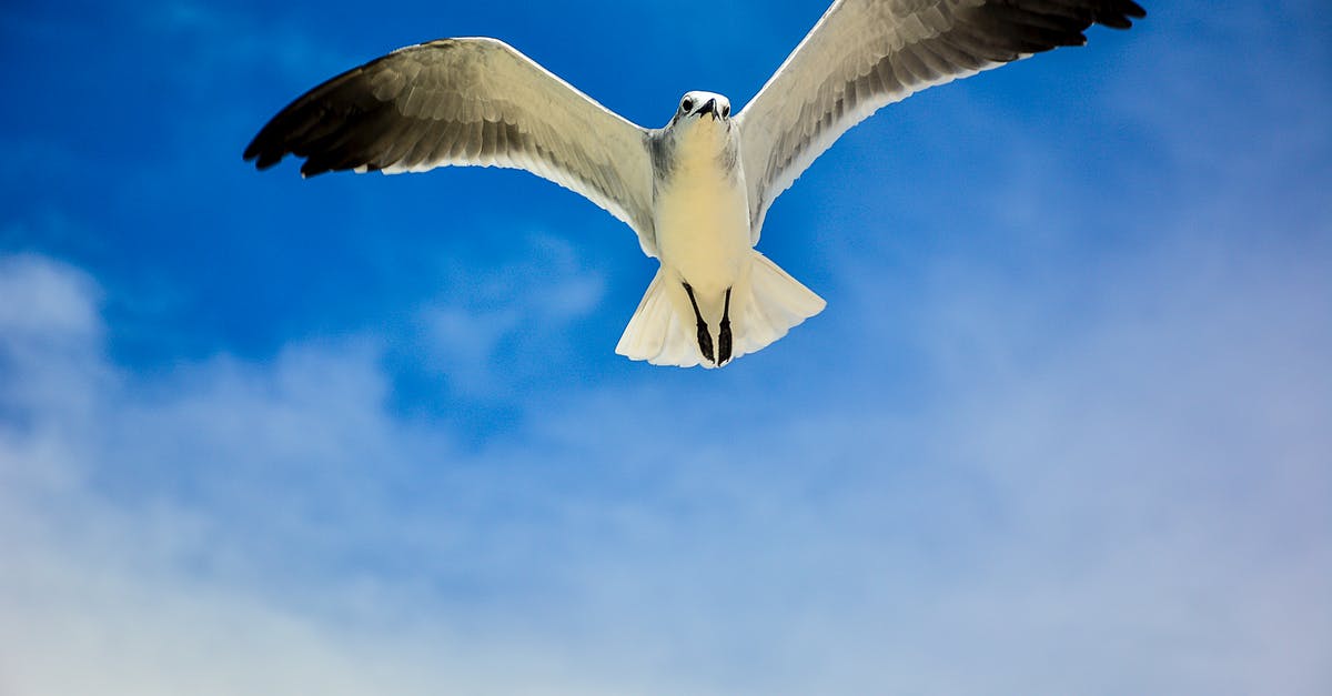 Are there other places with wind tunnel "wings"? - White and Black Bird