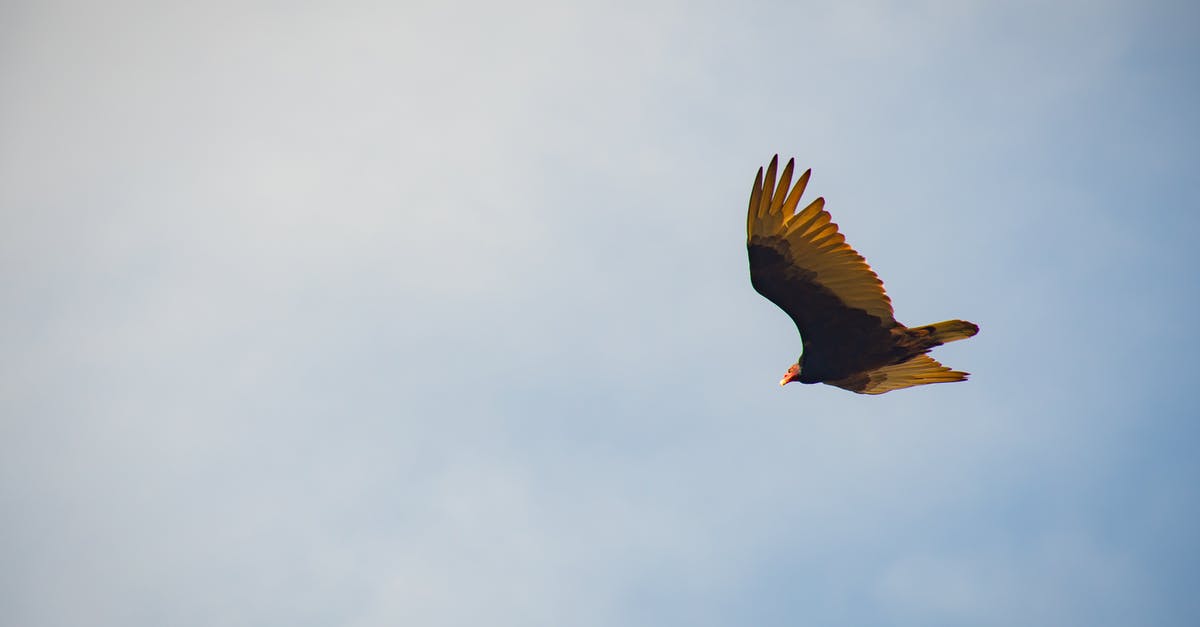 Are there other places with wind tunnel "wings"? - Black and Yellow Bird Flying