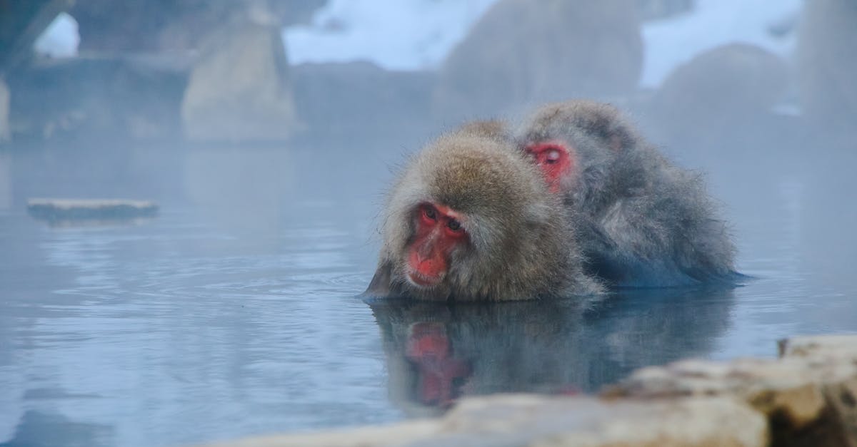 Are there public onsen in Ogoto Onsen? - Two Monkeys Partially Submerged in Water