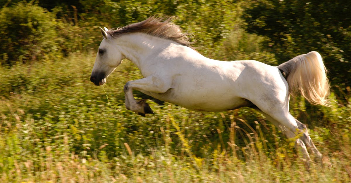 Are there restrictions on Greyhound Australia's "hop on hop off" tickets? - White Horse on Green Grass Field