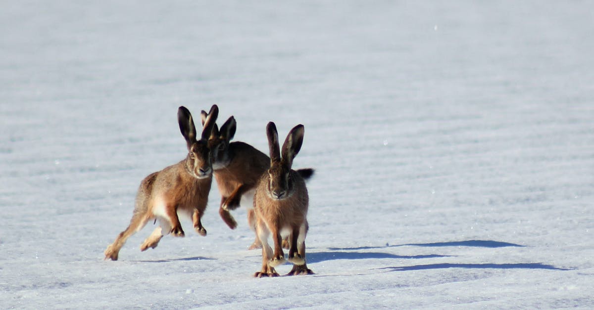 Are there restrictions on Greyhound Australia's "hop on hop off" tickets? - Three Brown Bunnies