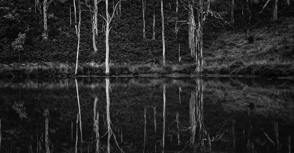 Are there still any "cheap" options for flying from Australia to Mexico without going through the US? - Grayscale Photo of Trees and Body of Water