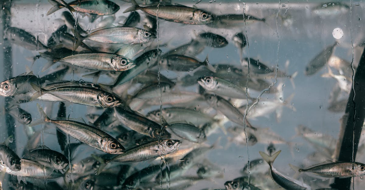 Are there still many refugees on the Copenhagen-Hamburg train? - Closeup of plenty of small fish swimming together in clean glass transparent aquarium