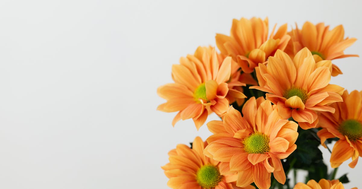 Are there still many refugees on the Copenhagen-Hamburg train? - Still life of bunch of natural orange transvaal daisy flowers placed on white background