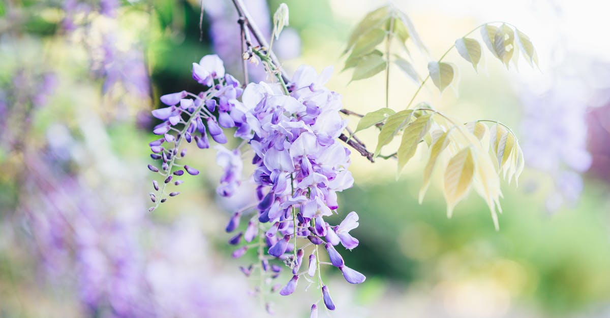 Are there wisteria tunnels close to Tokyo? - Wisteria Flowers on Bloom