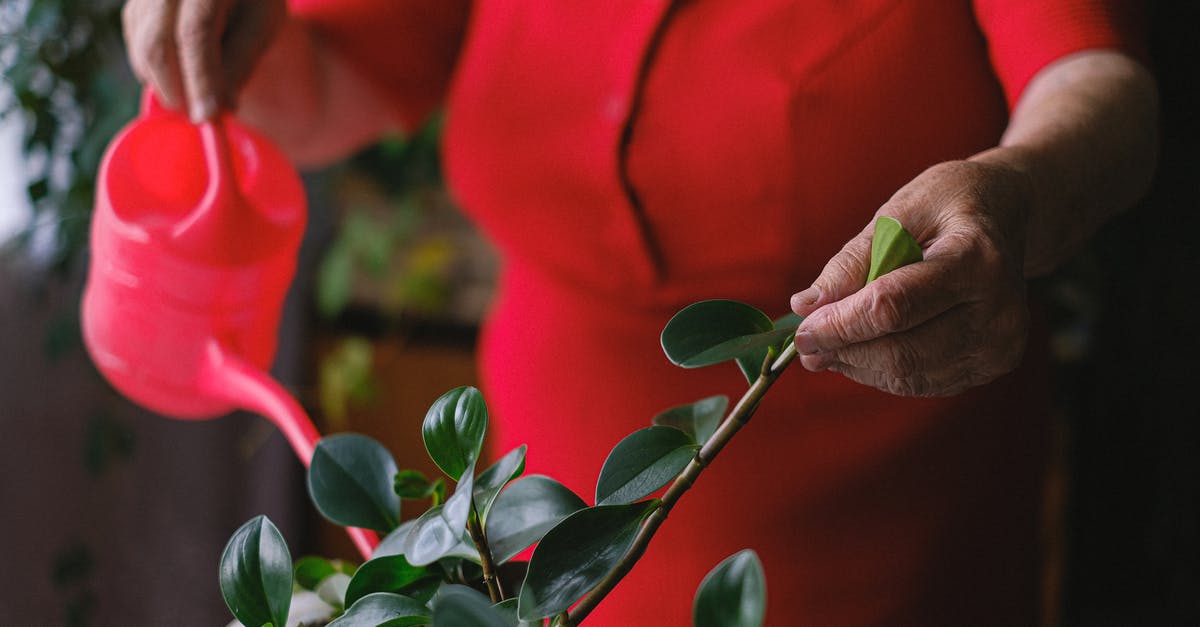 At what age an infant can start flying? - Unrecognizable female with red watering can taking care of potted plant with green leaves during household on blurred background in room