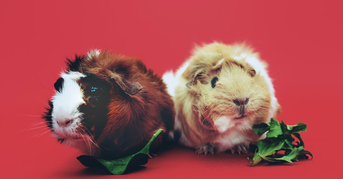 Au Pair in France OFII question [closed] - Close-Up Photo of Two Brown and Beige Guinea Pigs