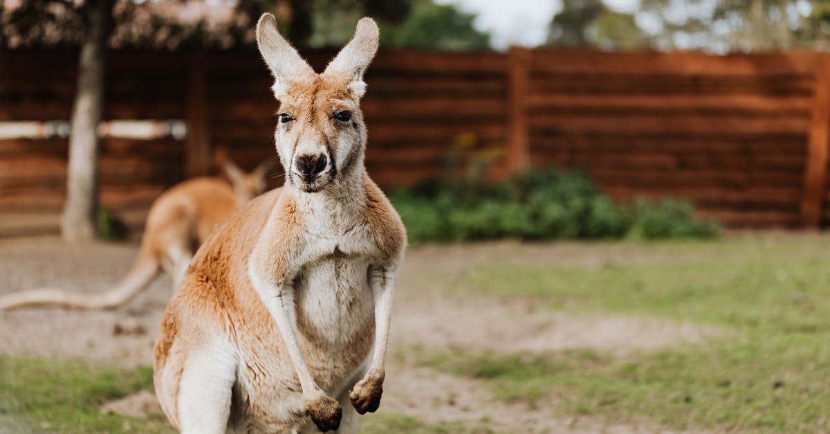 Australia: eVisitor or ETA - Brown Kangaroo on Green Grass Field