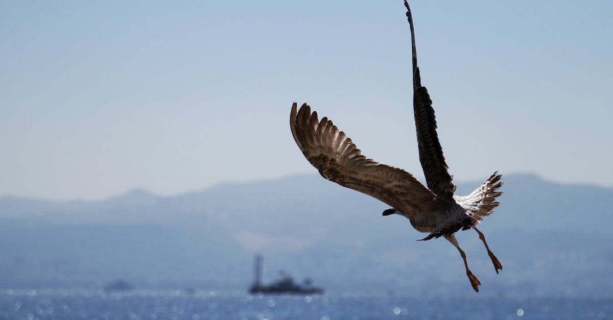 Australian flying to Havana through Miami [closed] - Brown Bird Flying over the Sea