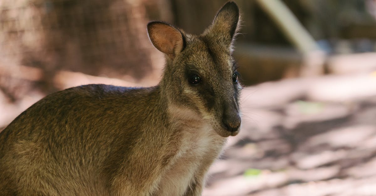 Australian visa for 1 year [closed] - Brown Wallaby Kangaroo in Close-Up Shot 