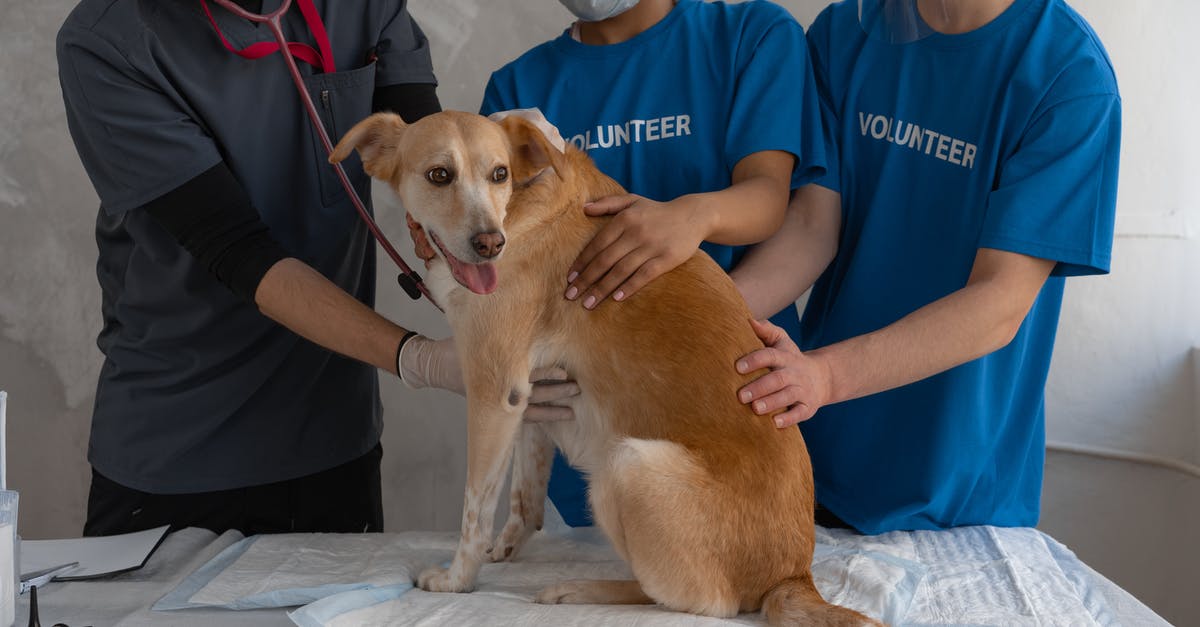 Avoid getting sick in India [duplicate] - Man in Blue Crew Neck T-shirt Holding Brown Short Coated Dog