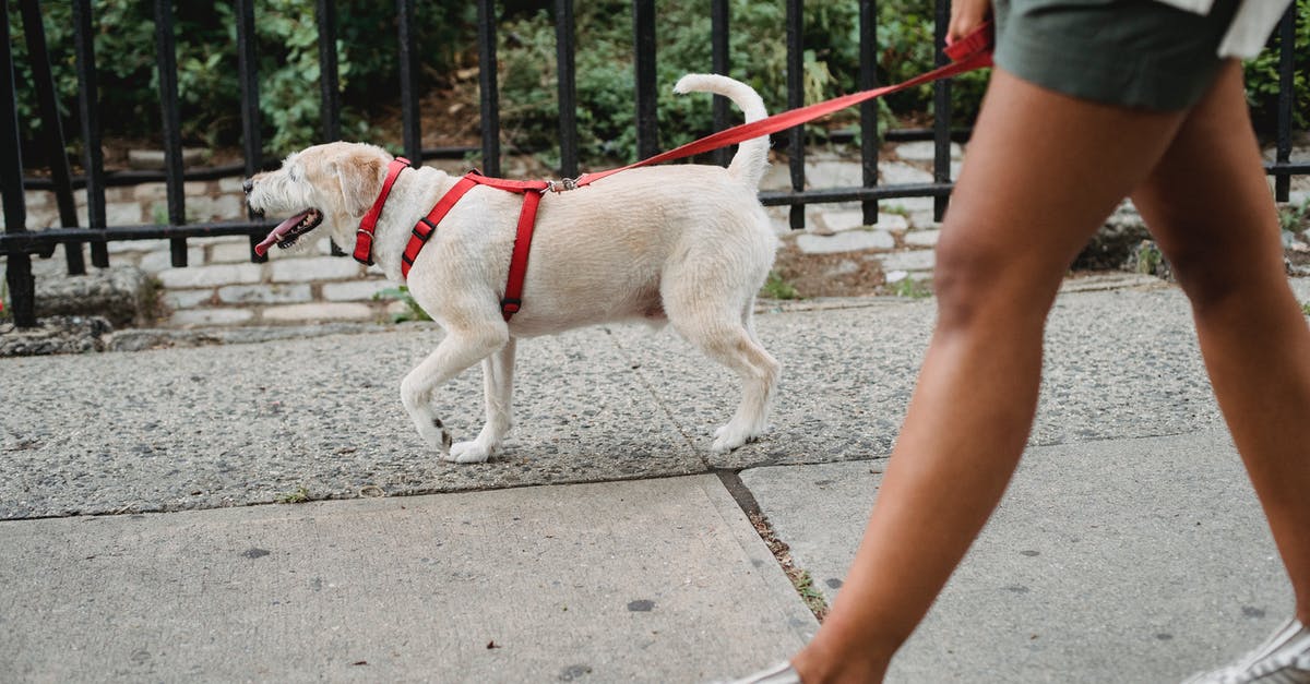 BA - Cancel Domestic Leg of European Flight [duplicate] - Side view of anonymous ethnic female wearing shorts strolling with dog on leash on pavement near metal fence on street