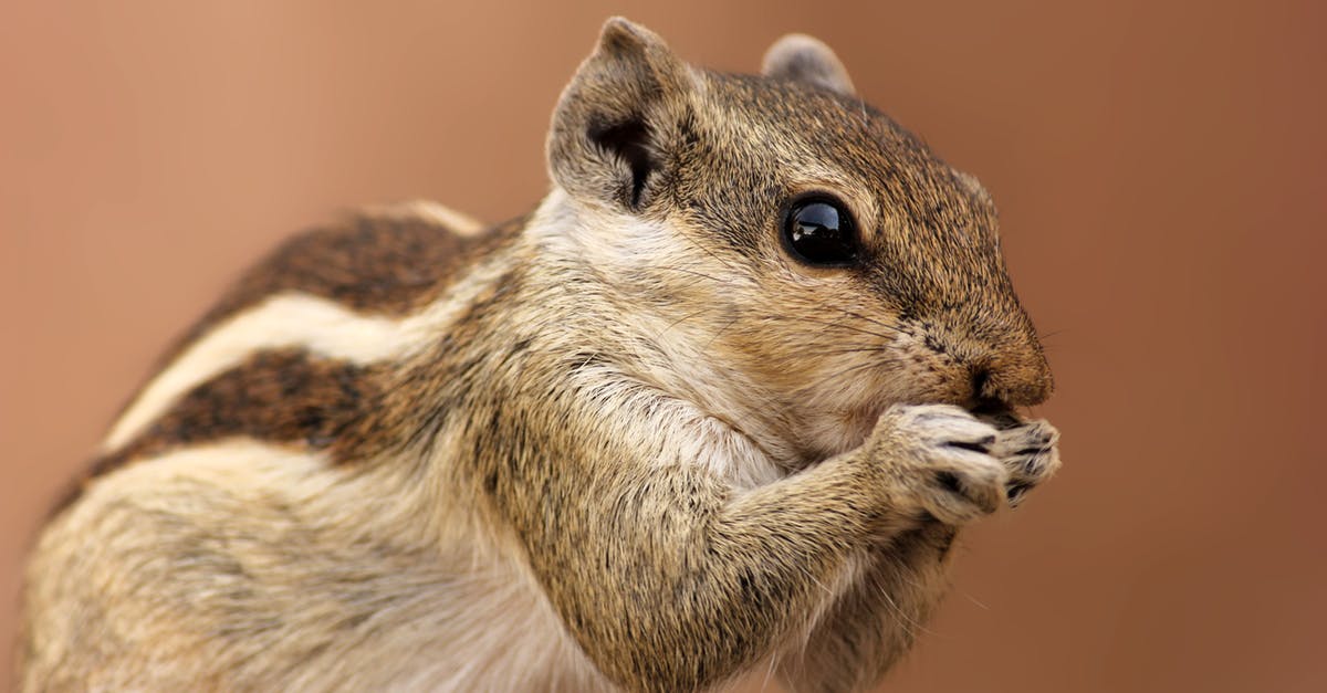 Baby seat-belt wasn't provided on takeoff - worth complaining? [closed] - Brown and Gray Squirrel