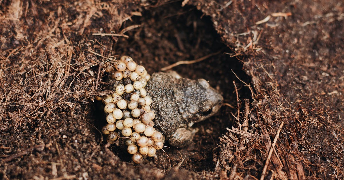 Back to back single entry visa passport stamping - From above of male Midwife toad frog or Alytes obstetricans with fertilized eggs on back sitting on ground in nature