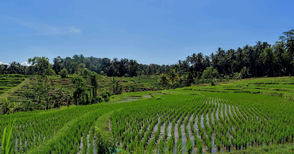 Backpacking through Indonesia during Ramadan (Bali and Gili) [duplicate] - Terraces with rice fields in Tabanan Bali