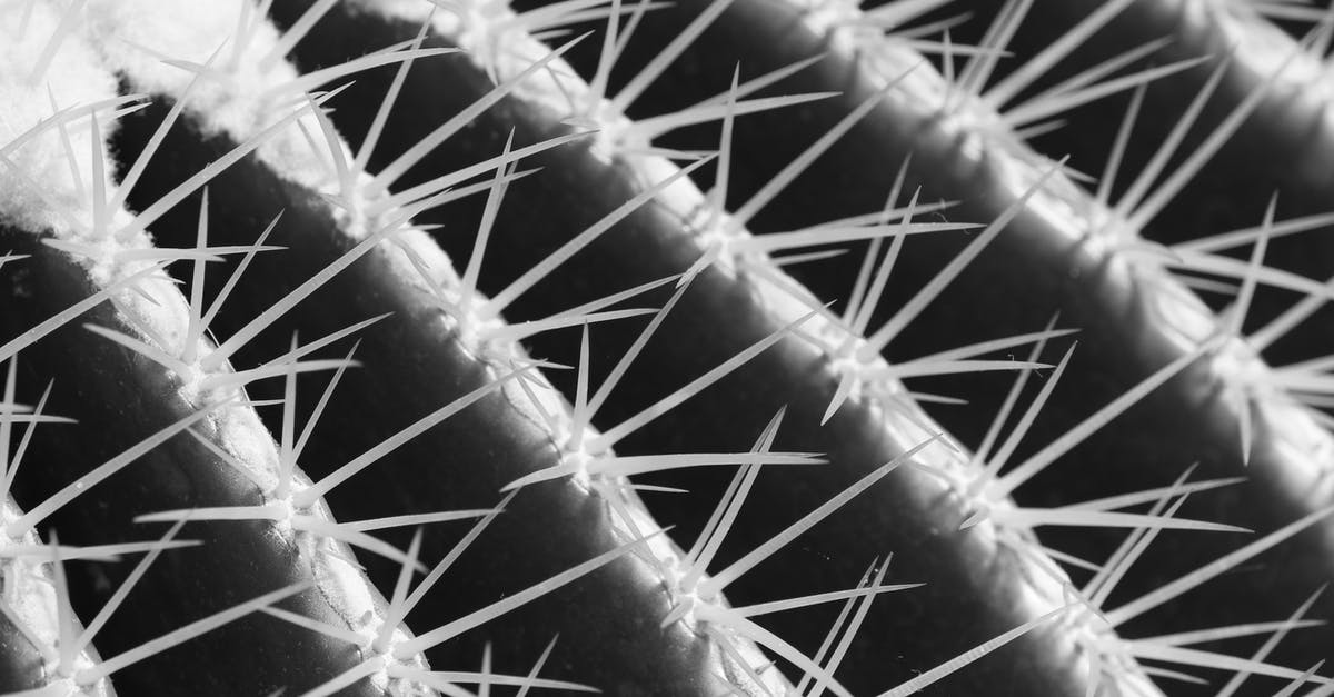 Bags from Mexico to Hawaii [closed] - From above black and white closeup of sharp big thorns on cactus plant