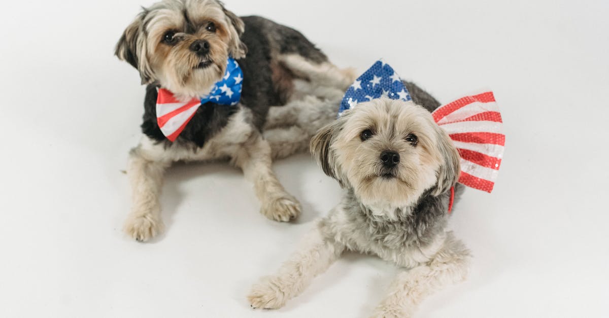 Banana hammock on a domestic US flight? [closed] - High angle of funny Yorkshire Terriers in bow ties representing concept of patriotism and Independence celebration