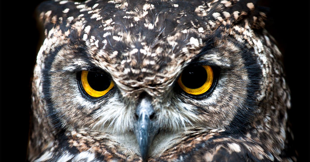 Beachy Head Suicide Spot, Chaplaincy Donation? - Close Up Photography of Owl