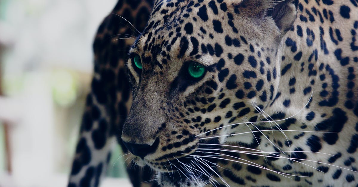 Beachy Head Suicide Spot, Chaplaincy Donation? - Shallow Focus Photo of Leopard