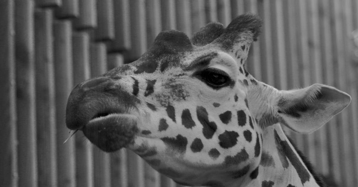 Beachy Head Suicide Spot, Chaplaincy Donation? - Greyscale Photograph of Giraffe