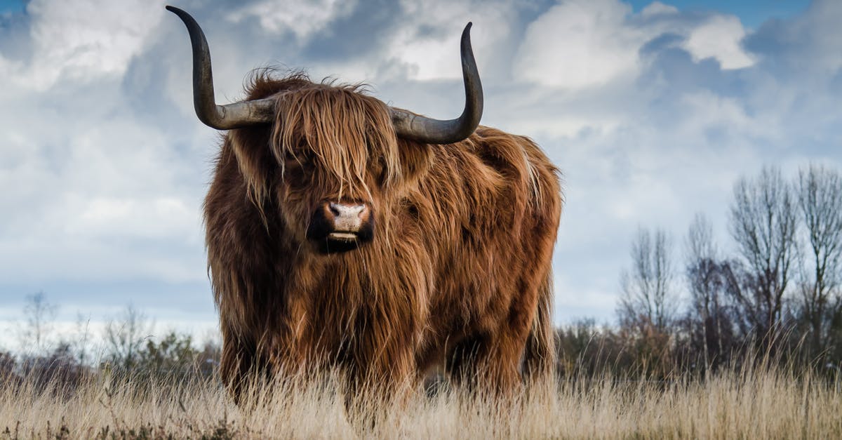 Beef jerky to Israel - Brown Bull on Green Glass Field Under Grey and Blue Cloudy Sky