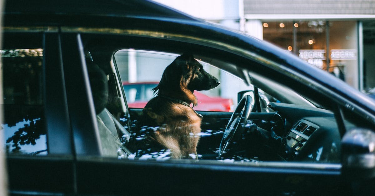 Best solution for flying with a big dog? - Side view of adult big dog looking away while sitting in automobile and waiting for owner in daytime