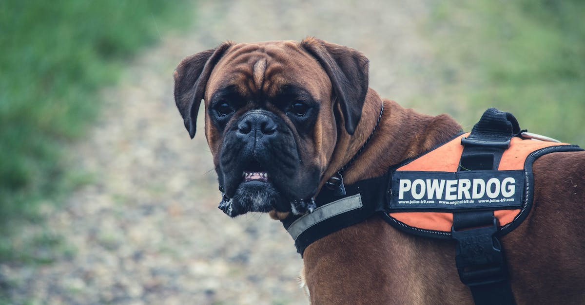 Best solution for flying with a big dog? - Brown Boxer Dog With Orange Black Powerdog Vest
