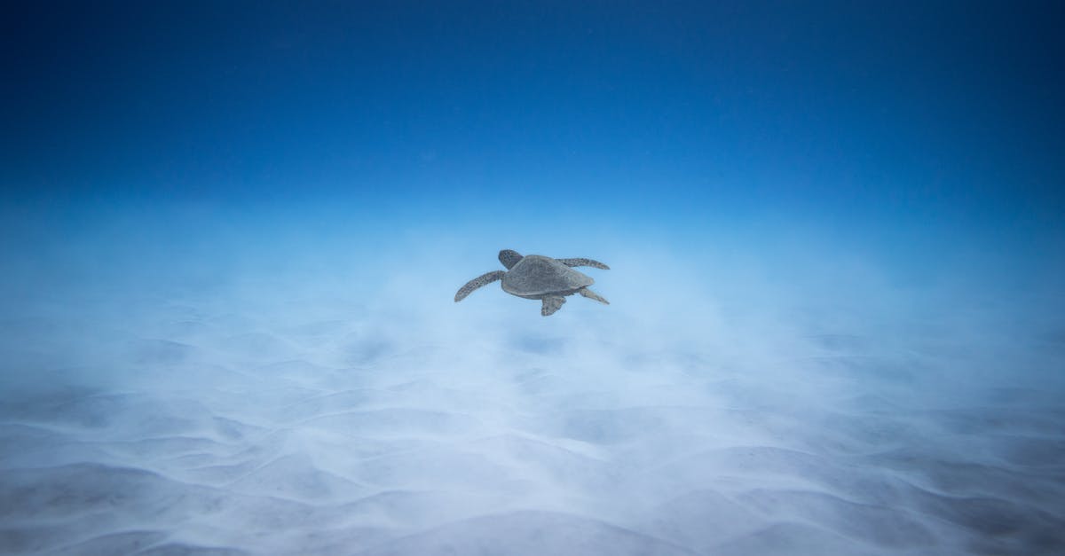 Best time of year to scuba dive in Belize/Honduras - Adorable marine turtle swimming underwater of blue ocean near sandy bottom in sunlight