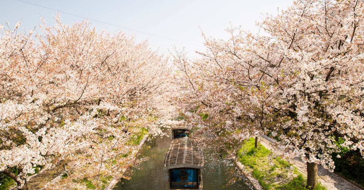 Best time to see cherry blossoms in Japan? - From above of roofed boat sailing on water channel between cherry blossom trees in Japan