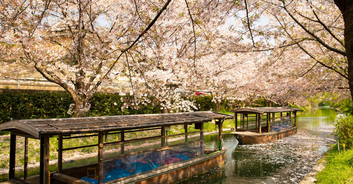 Best time to see cherry blossoms in Japan? - Old wooden boats sailing on water channel near blooming trees