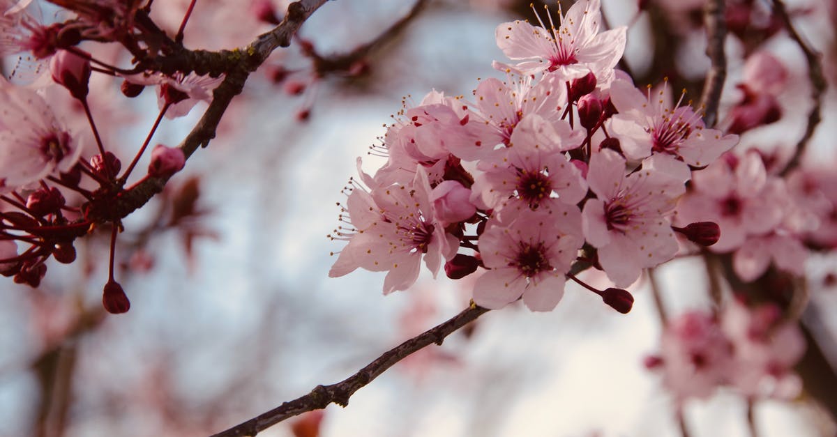 Best time to see cherry blossoms in Japan? - Pink Cherry Blossom in Close Up Photography