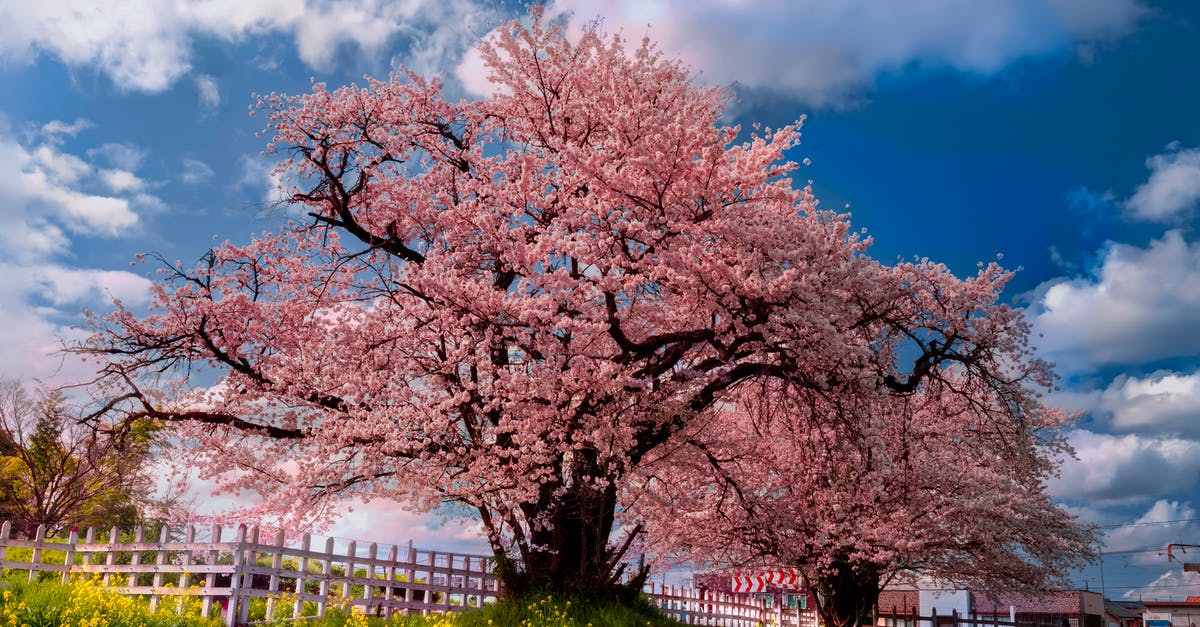 Best time to see cherry blossoms in Japan? - Spring season nature background photography cherry blossom pink colour blue sky park in Japanese Sakura Season Beautiful background 