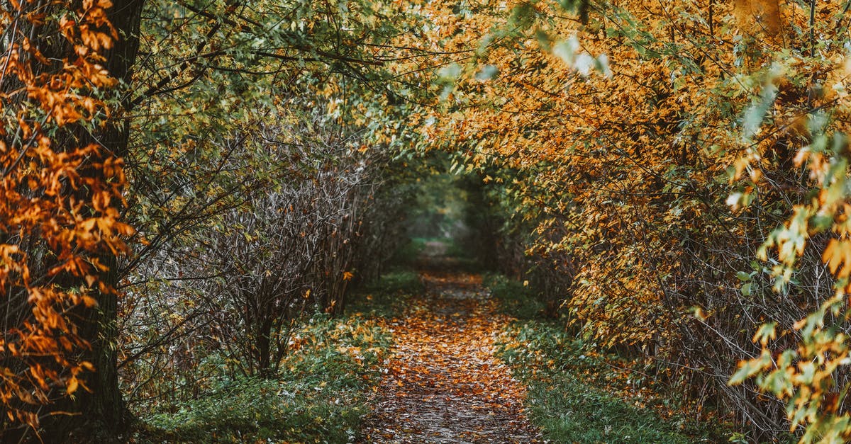 Best way to leave EU with expired visa - Path through autumn trees with dry leaves