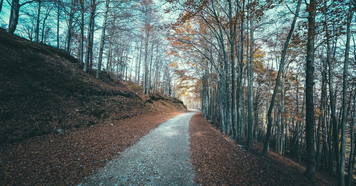 Best way to leave EU with expired visa - Long narrow pathway between tall bare trees growing on ground covered with fallen leaves in autumn park