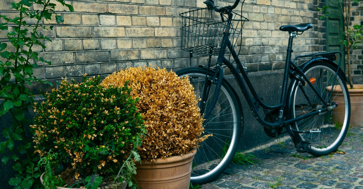 Bicycle rental near Kastrup Airport, Denmark? - Black Commuters Bike Near to Plant Pots