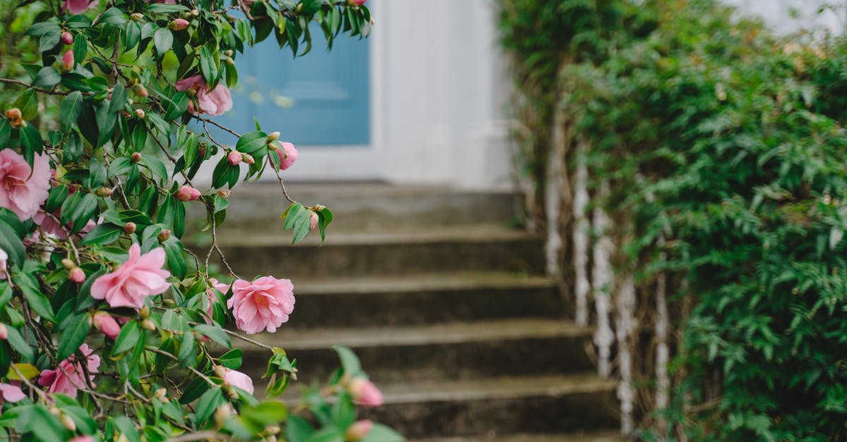 Bombay to San Francisco via Amsterdam and London [duplicate] - Pink Flower on Brown Concrete Stairs