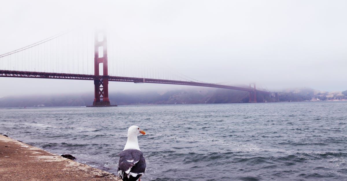 Bombay to San Francisco via Amsterdam and London [duplicate] - White Bird on Brown Rock Near Body of Water