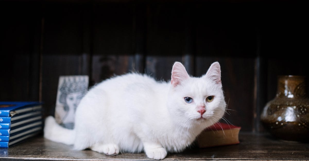 Booking a rent-a-car through VPN (different location) [closed] - White Cat With Blue and Green Eyes