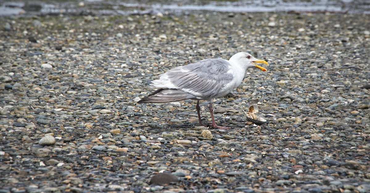 Booking lodging along the west coast of USA - A glaucus winged gull feeding on a shell