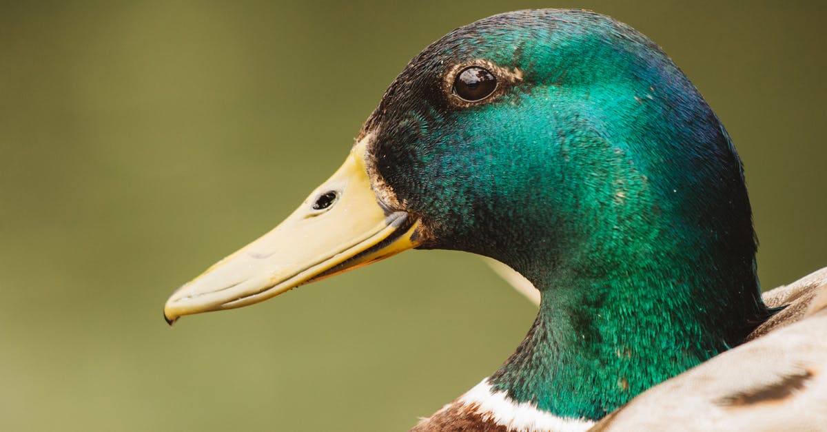 Booking several flight tickets with a single payment/invoice - Green head of wild drake in nature